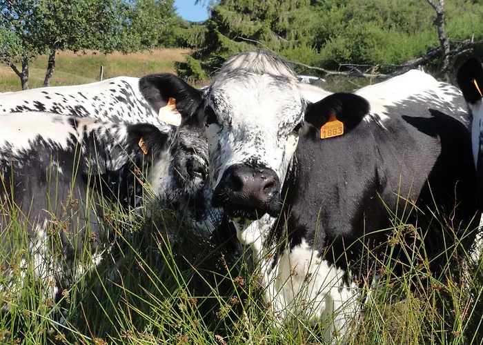 Le Grenier Du Roc Thiéfosse